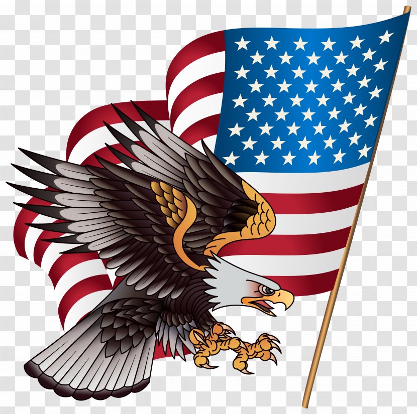 United States Bald Eagle American Outfitters Stock.xchng Clip Art - Bird - Cliparts Transparent PNG