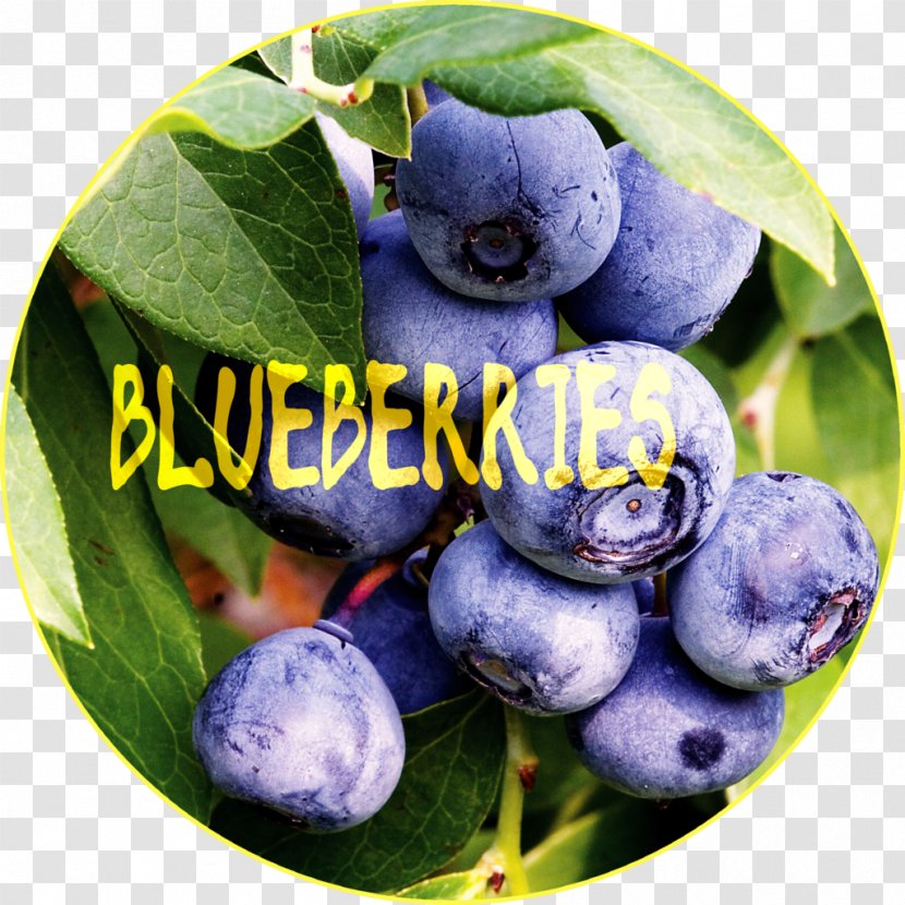 Blueberry Vaccinium Corymbosum Fruit Shrub - Berry - Blueberries Transparent PNG