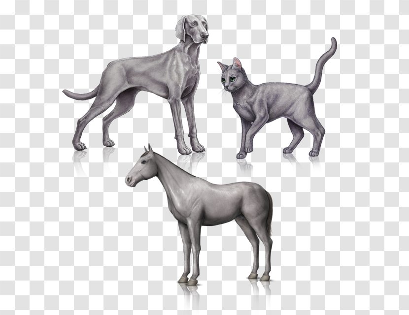 Great Dane Weimaraner Dog Breed Non-sporting Group - Nonsporting - Craig View Veterinary Clinic Transparent PNG