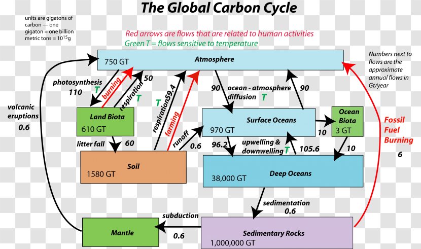 Carbon Cycle Soil Dioxide Flux Water - Diagram Transparent PNG