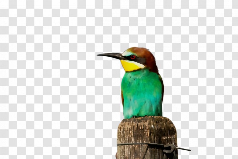 Hummingbird - Wildlife - Piciformes Transparent PNG