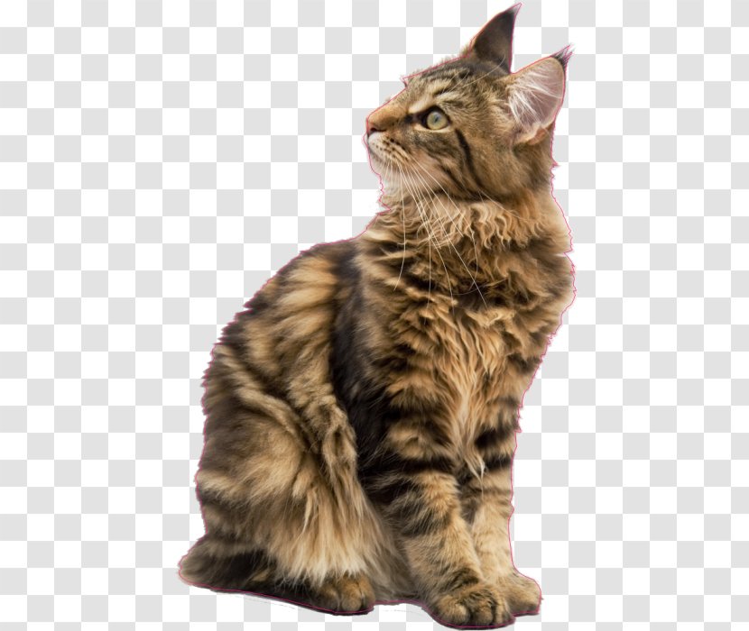 Maine Coon Siberian Cat Norwegian Forest Persian Raccoon - Tabby Transparent PNG