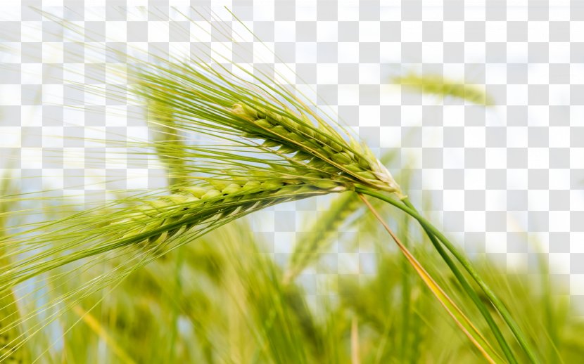 Wheat Theme Nature Wallpaper - Grass Family - Green Transparent PNG