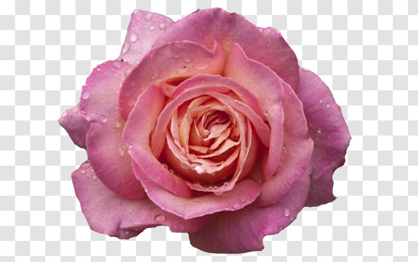 Garden Roses Pink Flowers Centifolia - Rose Family - Flower Transparent PNG