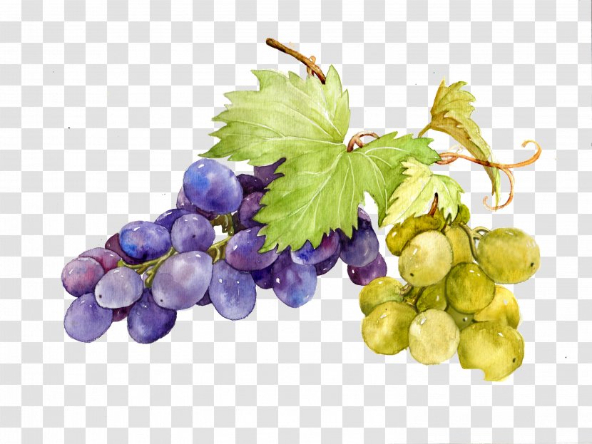 Grape Watercolor Painting Sweetness - Vitis - Picture Material Transparent PNG