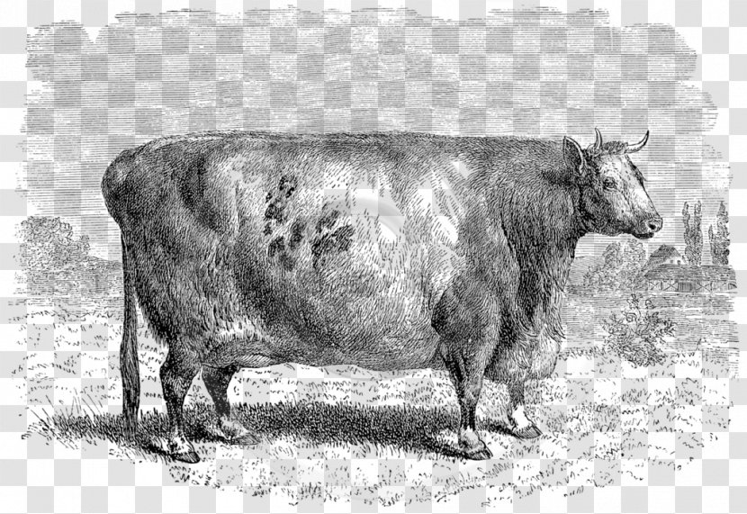 Dairy Cattle Sheep Shorthorn Durham Ox Farm - Oxen Transparent PNG