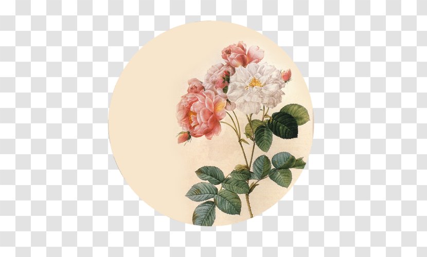 Botanical Illustration Floral Design Flower Damask Rose - Arranging - Image Transparent PNG