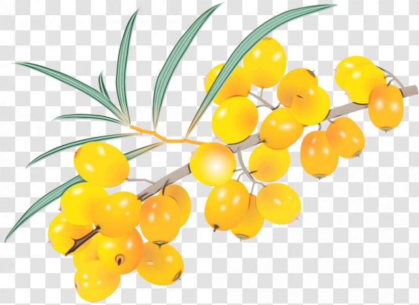 Yellow Plant Flower Fruit Leaf - Food Hippophae Transparent PNG