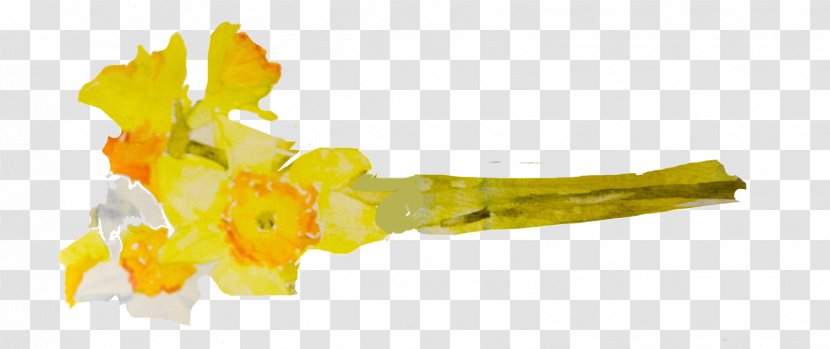 Watercolor Painting Daffodil Cut Flowers Photography - Youtube Transparent PNG
