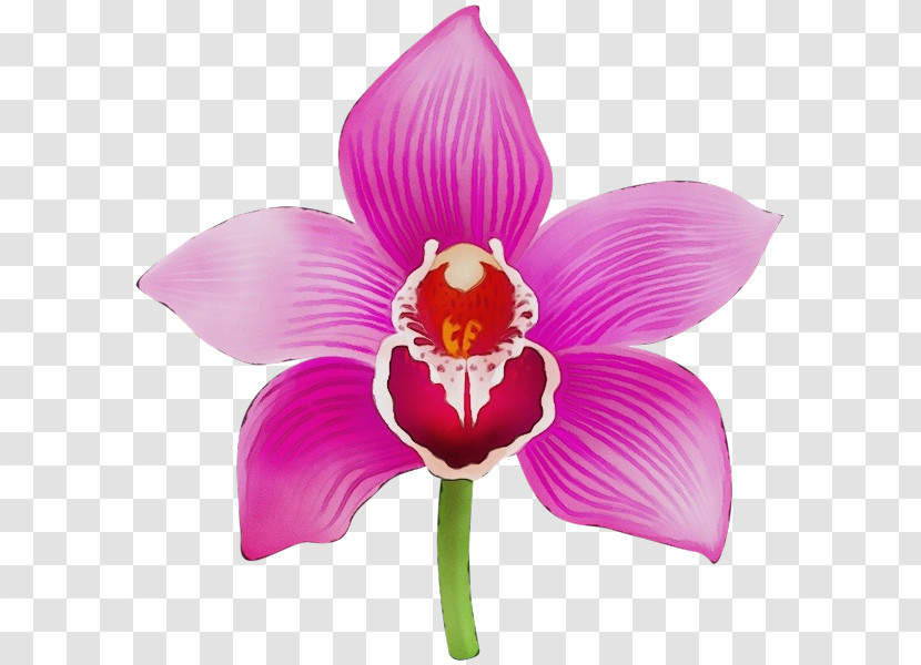 Moth Orchids Cut Flowers Herbaceous Plant Cattleya Orchids Petal Transparent PNG