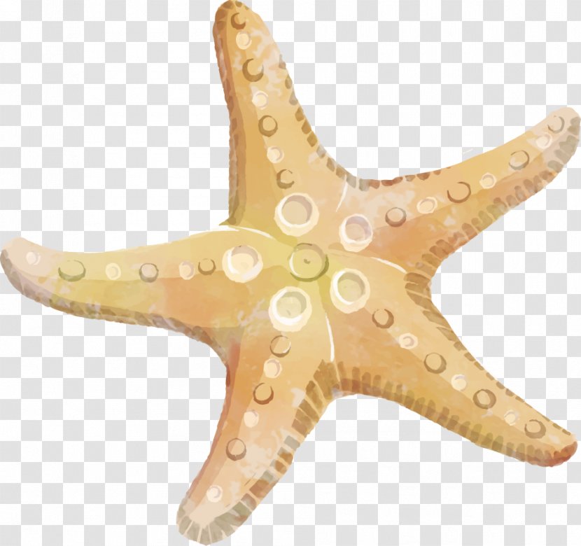 Starfish Echinoderm Clip Art - Marine Invertebrates Transparent PNG