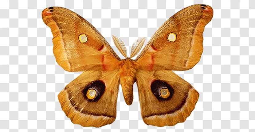 Desktop Wallpaper Butterfly - Tree Transparent PNG