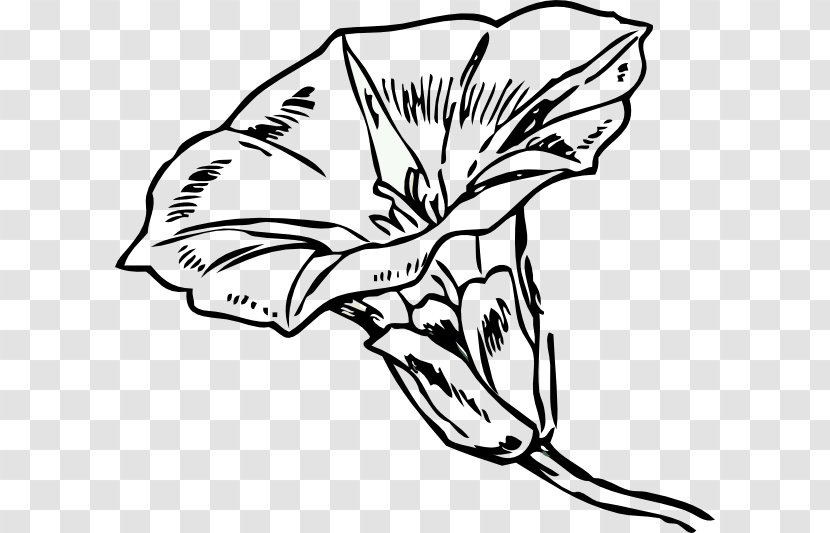 Clip Art Flowering Plant Hedge Bindweed Field - Flower Transparent PNG