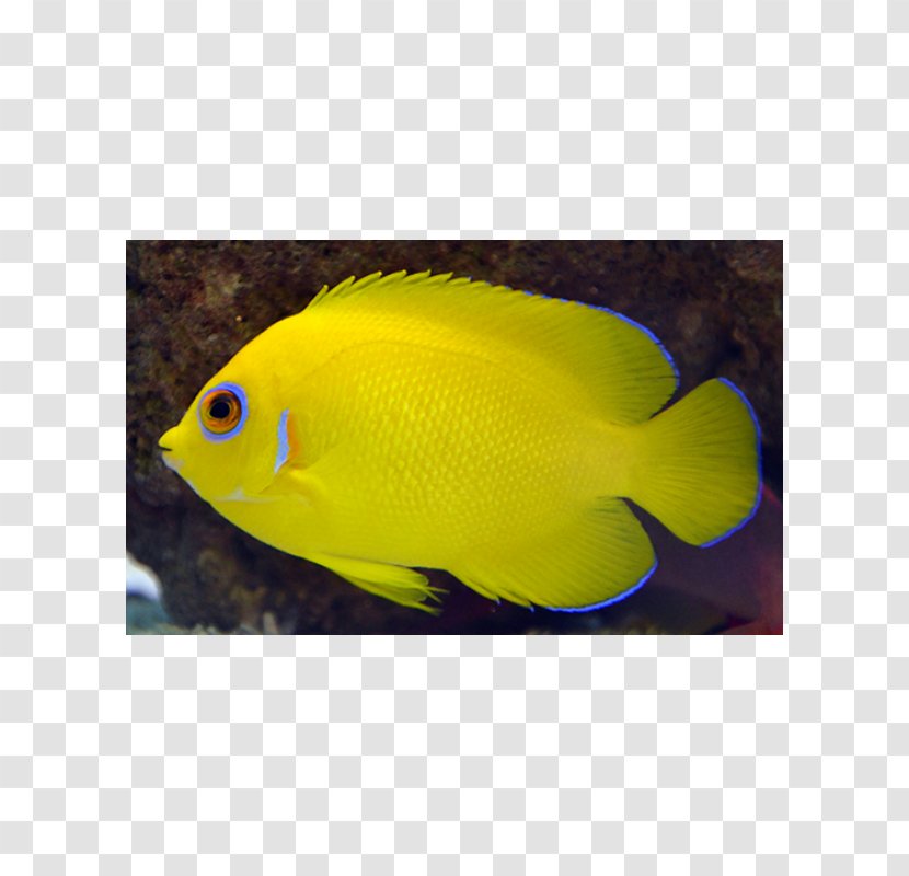 Holacanthus Aquariums Marine Biology Coral Reef Fish Pomacentridae - Fauna - Lemon Peel Transparent PNG