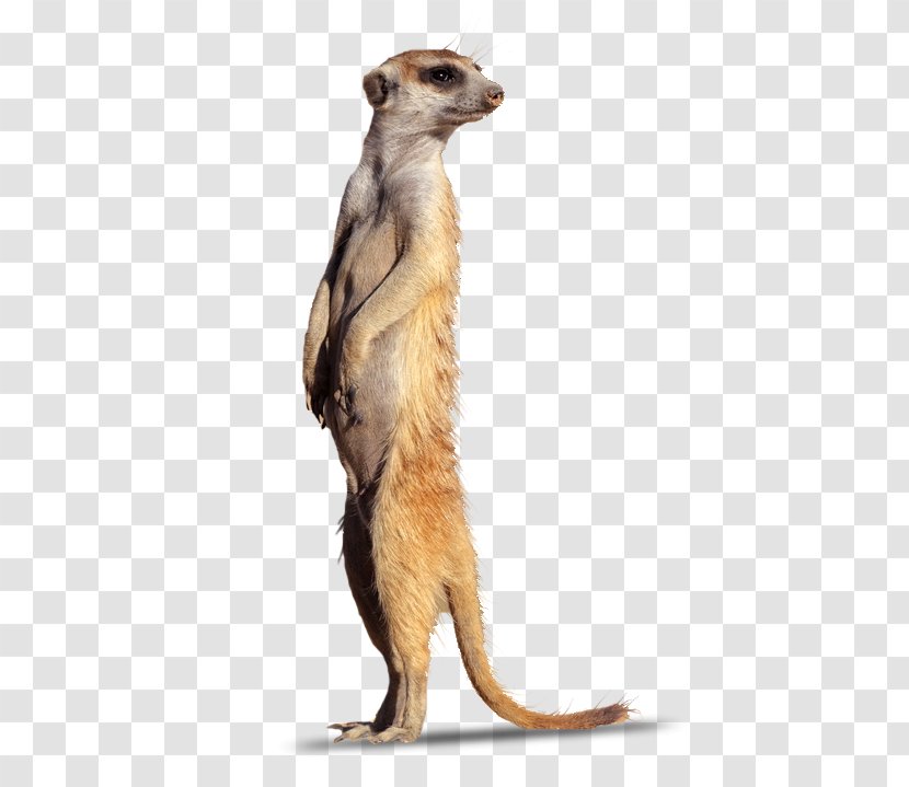 Meerkat Mongoose Fur Terrestrial Animal Snout - Tech Transparent PNG