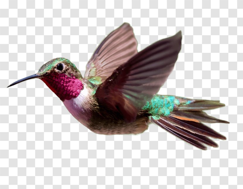 Hummingbird Consultant Experience Service - Recruitment Transparent PNG