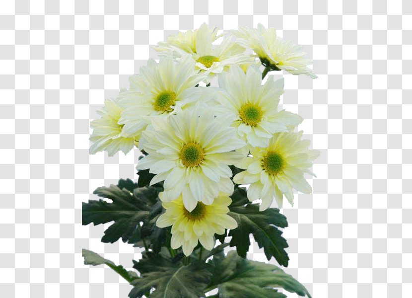 Chrysanthemum Marguerite Daisy Floral Design Transvaal Cut Flowers Transparent PNG