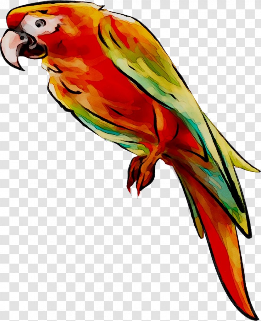 Lovebird Macaw Loriini Parakeet Feather - Bird Transparent PNG