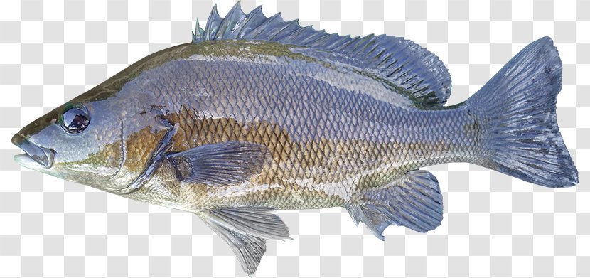 Tilapia Sooty Grunter Syncomistes Animal Fish - Red Snapper - River FISH Transparent PNG