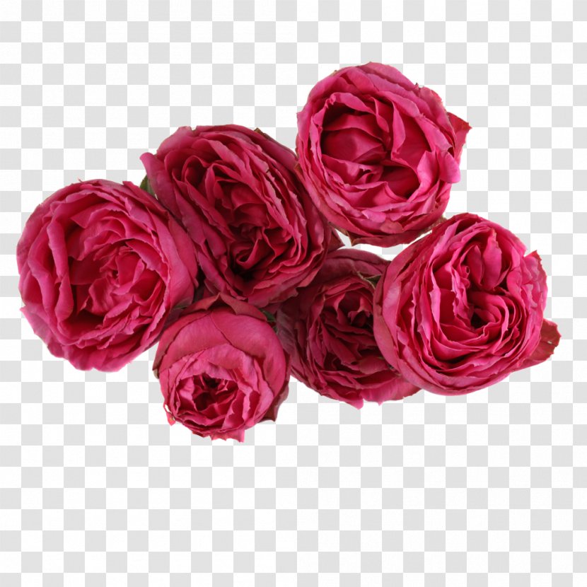 Cut Flowers Garden Roses Centifolia Rosaceae - Rose Family - Ink Lace Material Transparent PNG