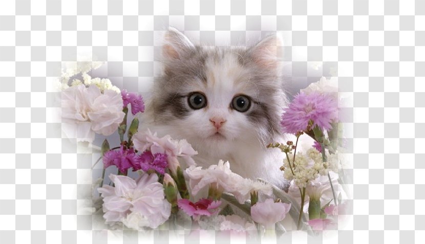 Persian Cat Kitten Tortoiseshell Tabby Dog Transparent PNG