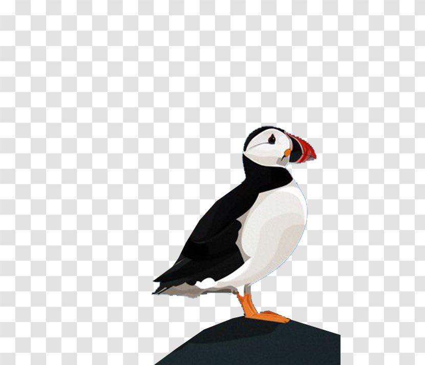 Puffin Parrot Bird Beak - Black And White Transparent PNG