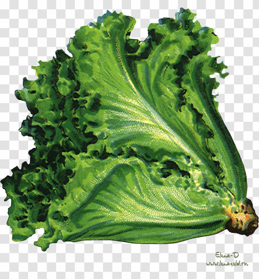 Organic Food Vegetable Vegetarian Cuisine Lettuce Sowing - Salad - Green Transparent PNG