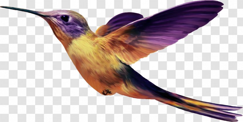 Hummingbird - Image Resolution - Bird Transparent PNG