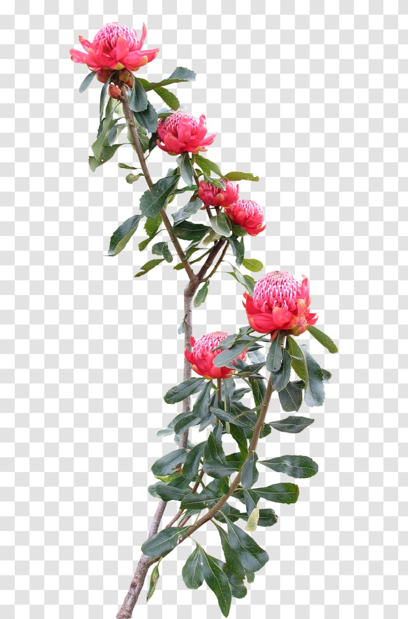 Cut Flowers Plant Centifolia Roses Garden - Rosa - Blush Floral Transparent PNG
