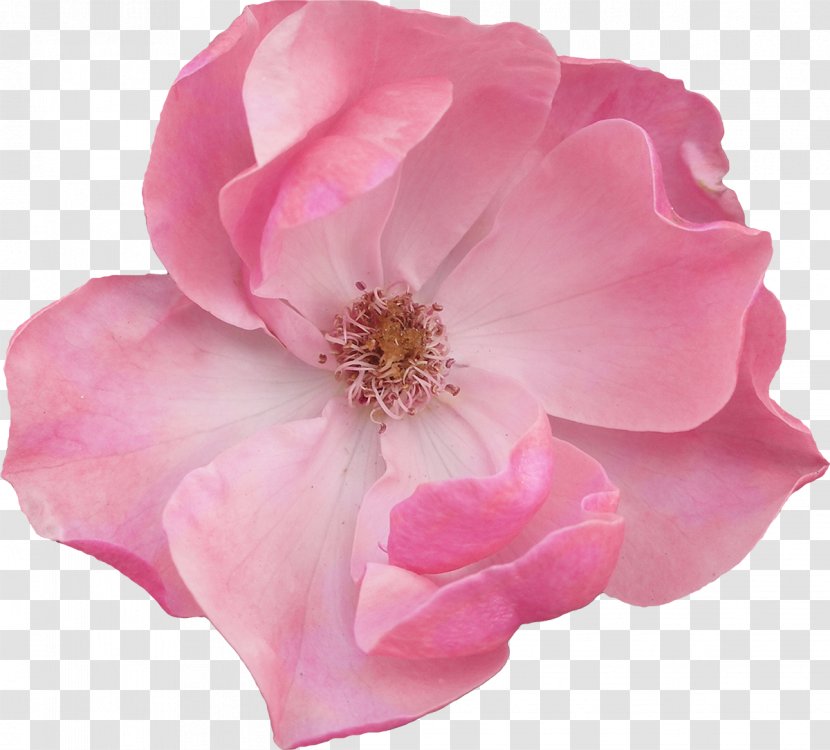 Pink Flowers Garden Roses Blossom - Floral Design - Marigold Transparent PNG