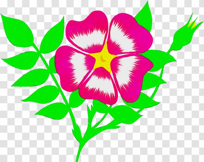 Watercolor Pink Flowers - Plant - Wildflower Morning Glory Transparent PNG