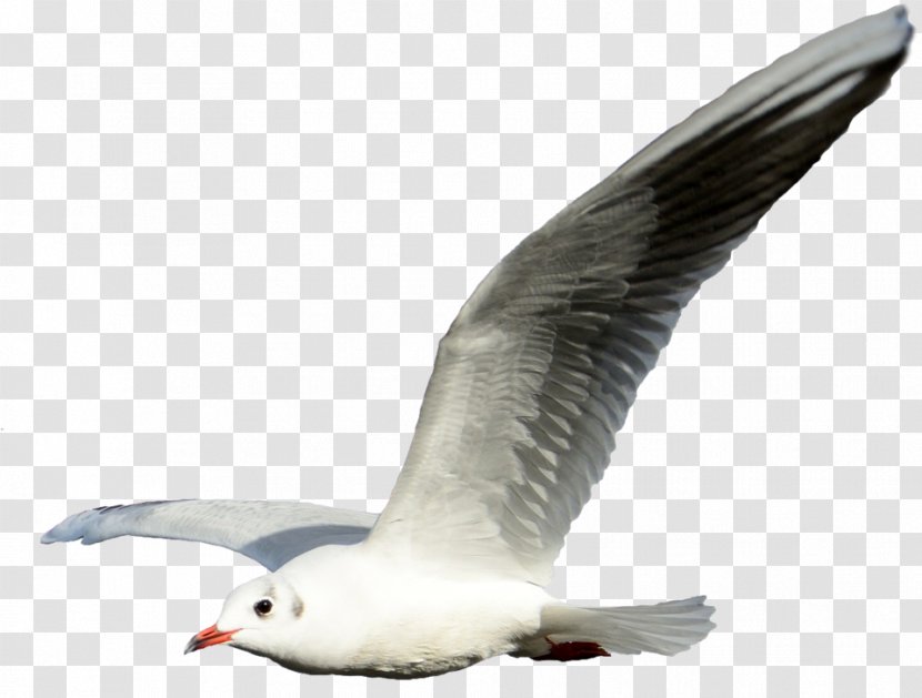 Gulls Clip Art Flight Shorebirds - Bird - Flying Transparent Background Transparent PNG