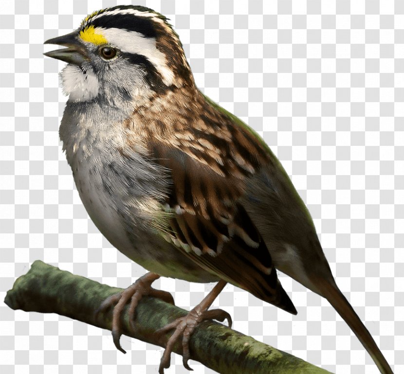 House Sparrow Lark White-throated Bird - Cartoon Transparent PNG