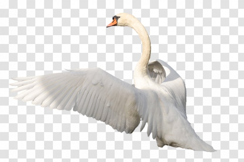 Swan Clip Art Transparent PNG