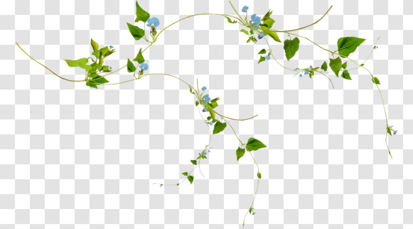 Vine - Flower - Design Transparent PNG
