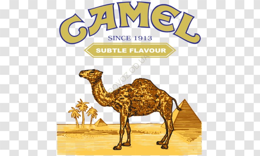 Bactrian Camel Dromedary Logo Transparent PNG