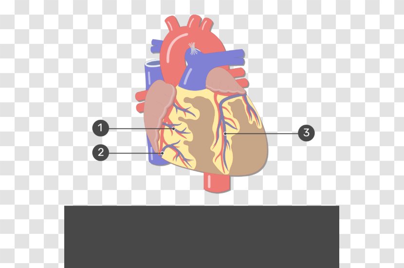 Human Anatomy Heart Circulatory System Body - Cartoon Transparent PNG