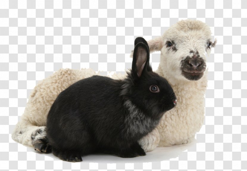 Domestic Rabbit Sheep European - Animal - Black Aries Transparent PNG