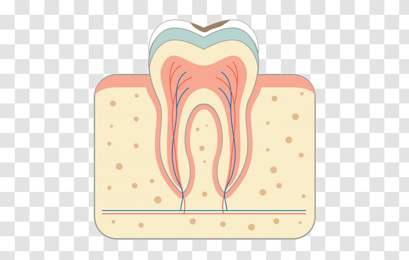 Tooth Decay Periodontal Disease Bridge Root Canal - Flower Transparent PNG