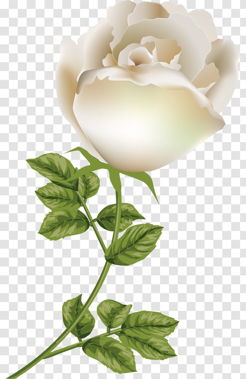 Garden Roses Gardenia Floral Design Cut Flowers - Plant - Rose Transparent PNG