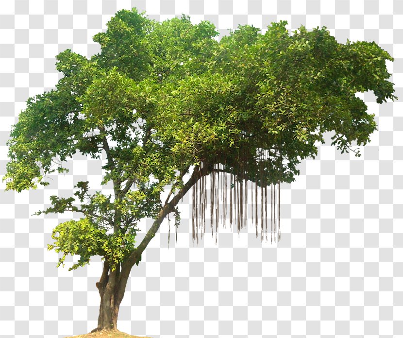 Tree Tropical Rainforest - Display Resolution - Jungle Image Transparent PNG