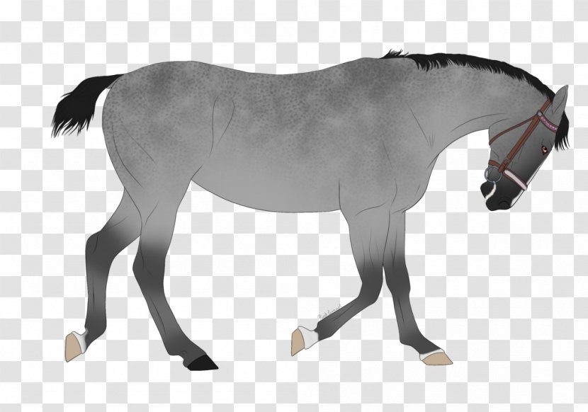 Mustang Stallion Mare Foal Colt - Horse Transparent PNG