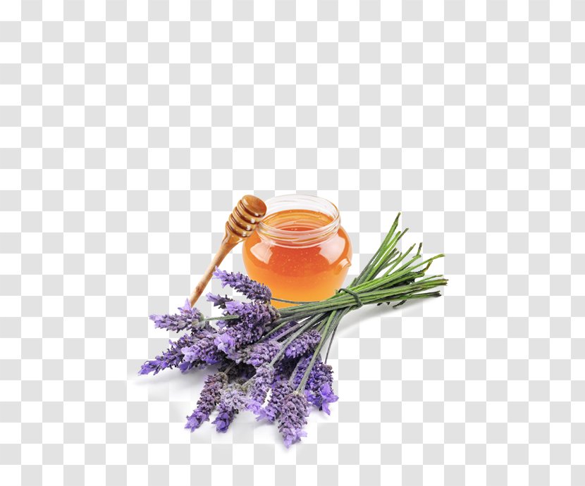 English Lavender Oil Essential Perfume Health - Herbalism Transparent PNG