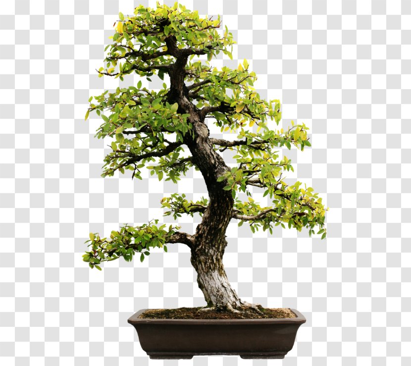 Bonsai Evergreen Stock Photography Tree Carmona Retusa Transparent PNG