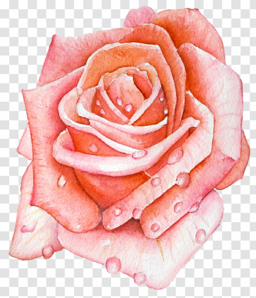 Garden Roses Cabbage Rose Cut Flowers Close-up Petal - Closeup - Bloom Background Transparent PNG