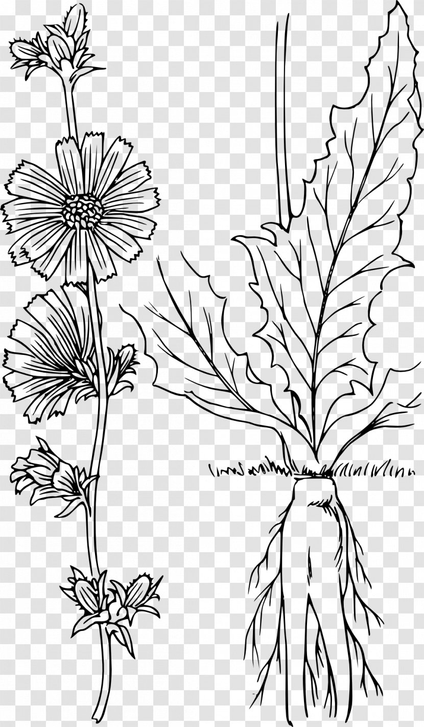 Chicory Drawing Plant Clip Art - Branch Transparent PNG