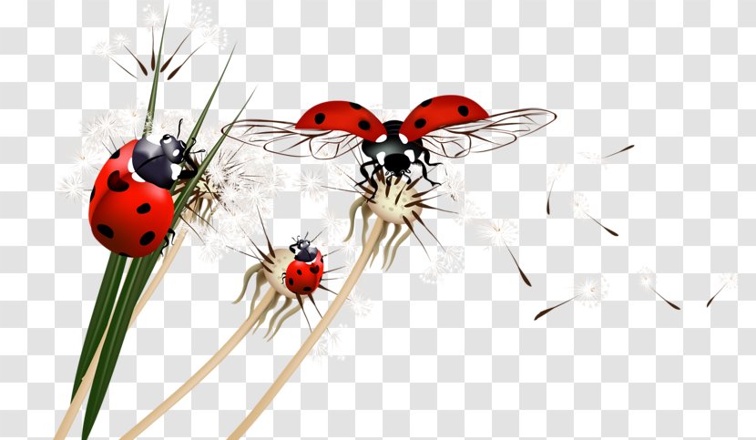 Beetle Ladybird - Ladybug Transparent PNG