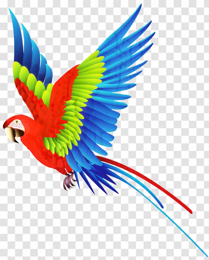 Parrot Clip Art Bird Vector Graphics - Flight Transparent PNG