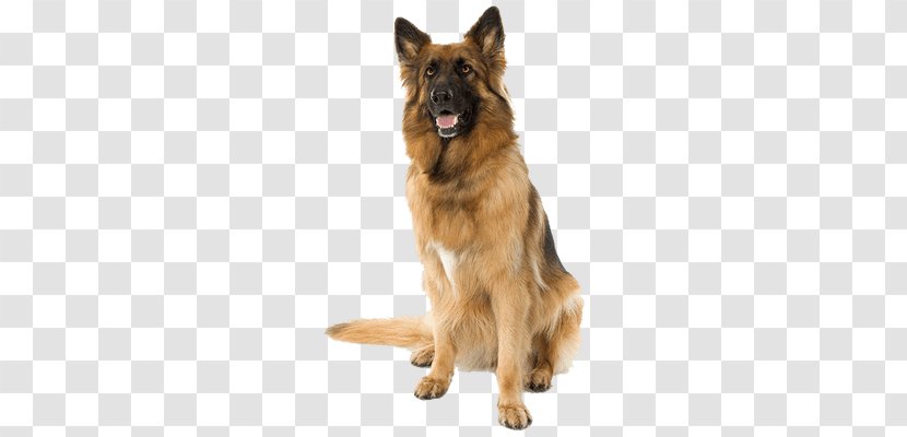 Old German Shepherd Dog Shiloh Puppy Transparent PNG