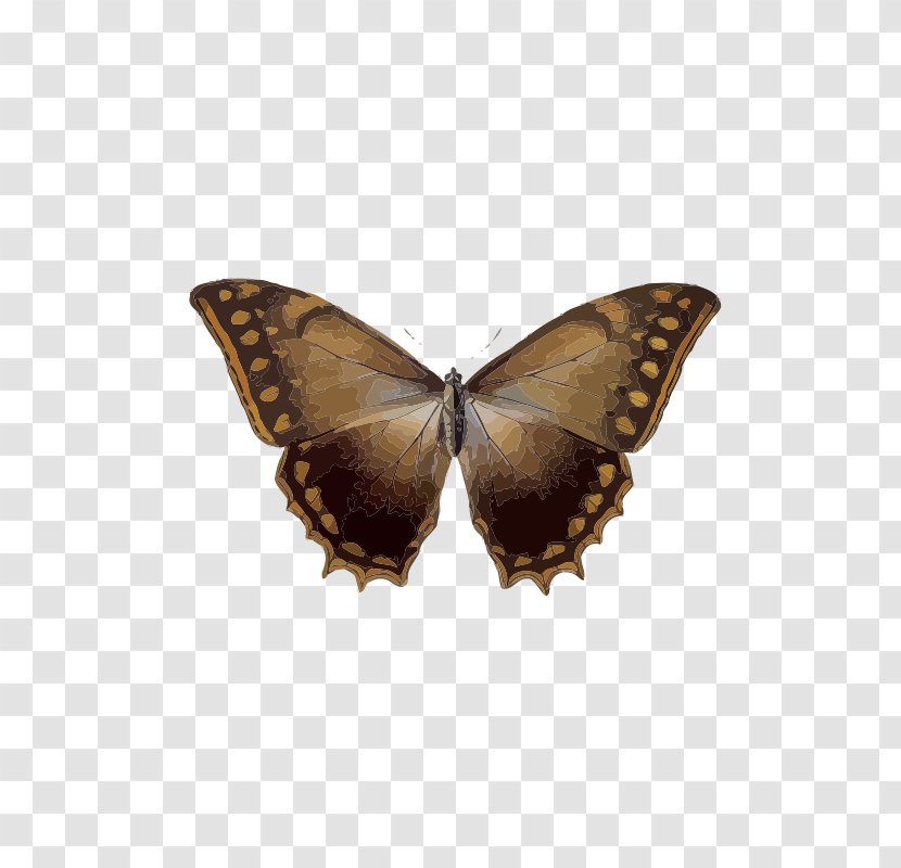 Butterfly Insect Menelaus Blue Morpho Rhetenor Transparent PNG